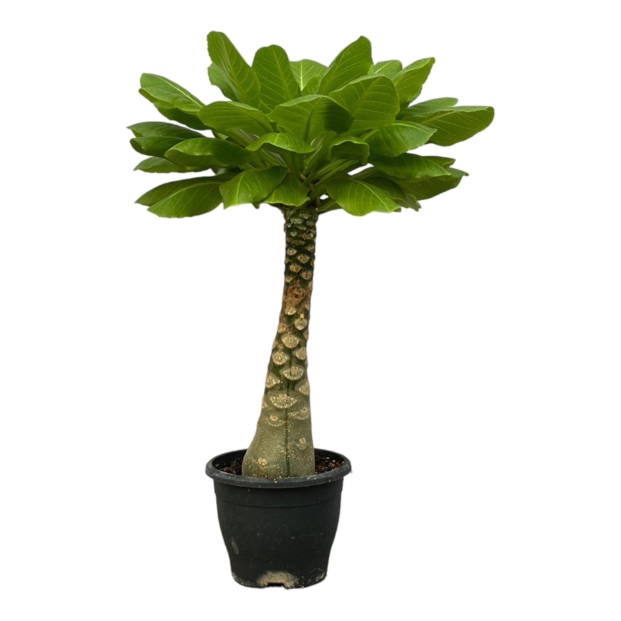 Birghamia Insignis Ø 25cm - ø12