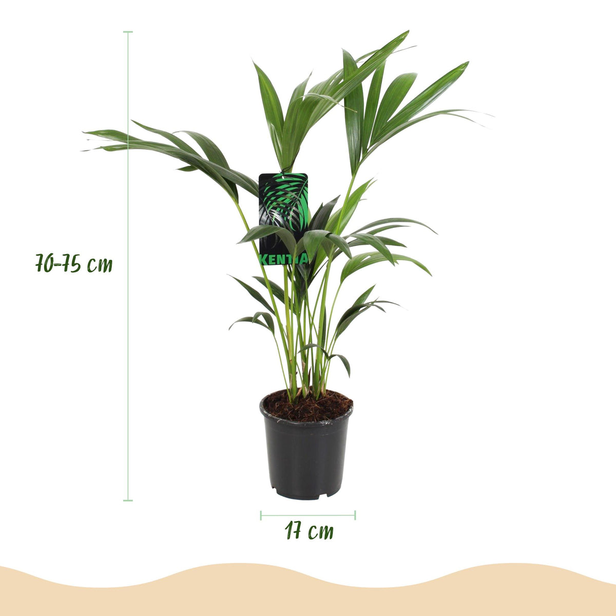 Palma kencja Howea forsteriana