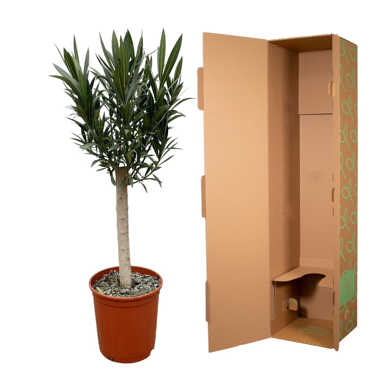 Oleander op stam rode bloem (Nerium oleander) 110 cm hoog, pot ø22 cm
