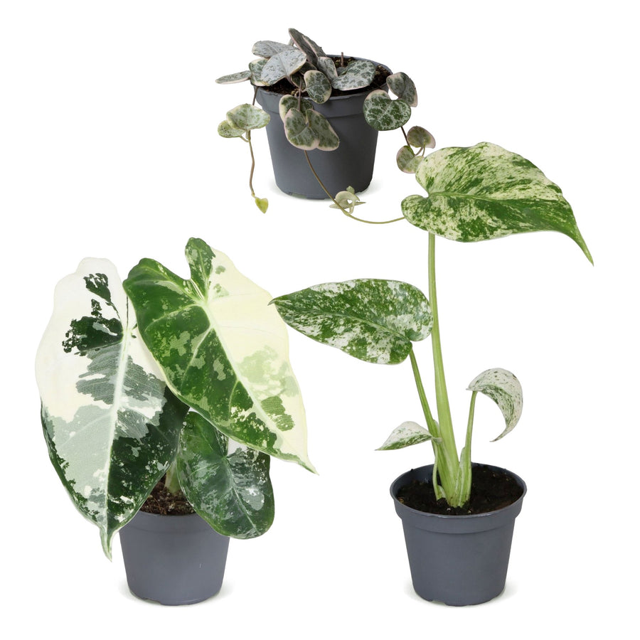 Baby Variegata Mix (3 Pflanzen, Topf ø6 cm)