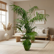 Palmier Kentia XXL - 260cm - ø35 - Plante XXL