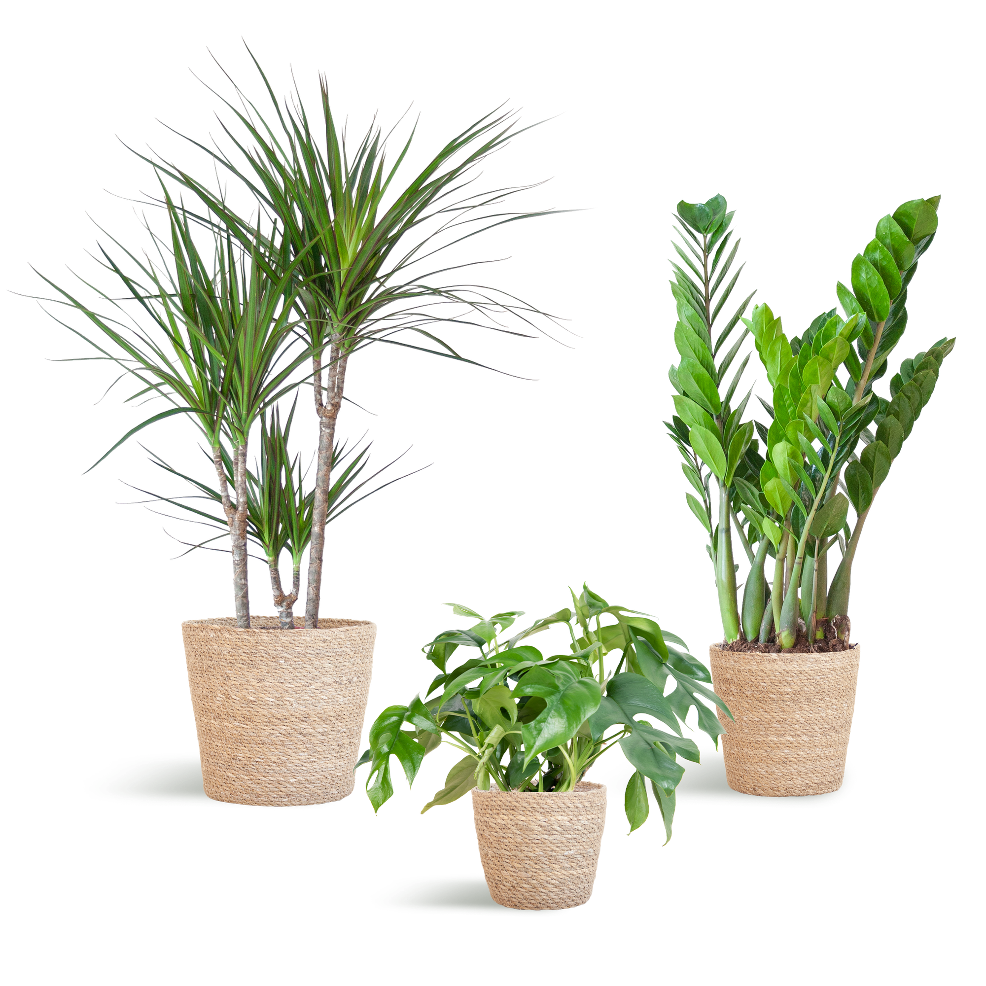 Schaduw Plantenbox met Monstera Minima, Zamioculcas Zamiifolia, Dracaena Marginata in zeegras mand.