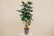 Aralia op 100cm — XXLplant