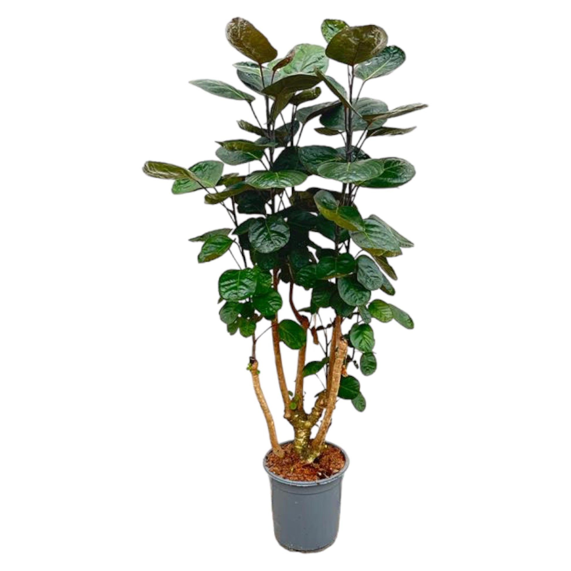 Polyscias Fabian - 130 cm - ø24 - XXLplant