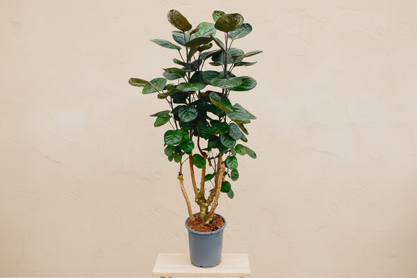 Polyscias Fabian (aralia) 130 cm hoog, pot ø24 cm