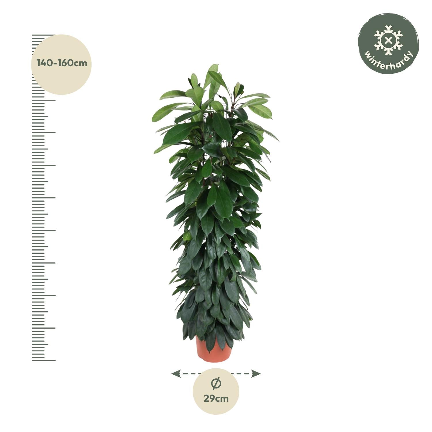 Ficus Cyatistipula (zuilvorm) 150 cm hoog, pot ø29 cm