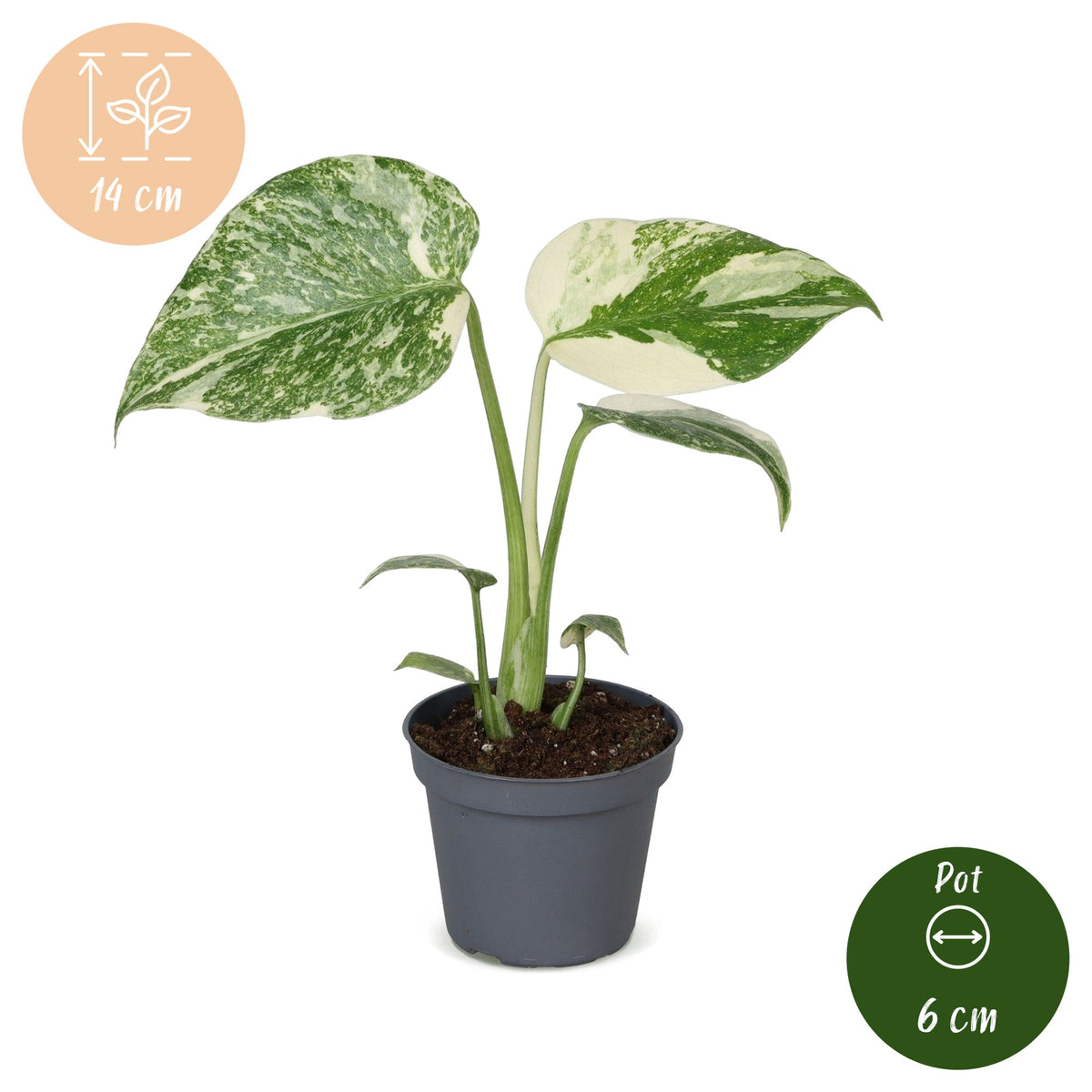 Swiss cheese plant 14 cm tall, pot ø6 cm