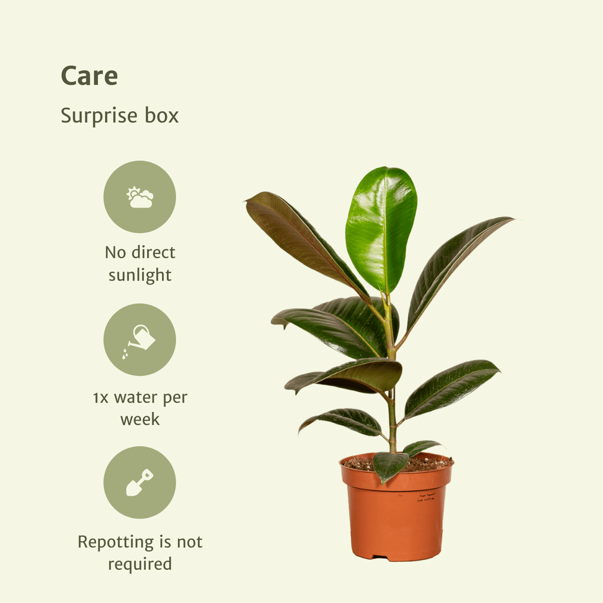 Verrassingsbox kamerplanten
