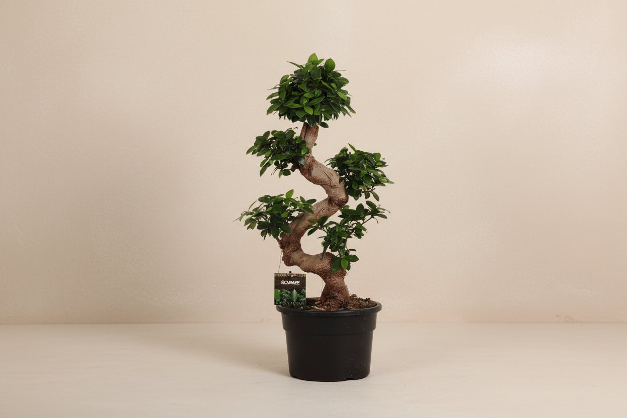 Ficus Microcarpa Ginseng - 80cm - Ø27cm