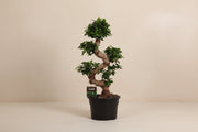 Ficus microcarpa Ginseng (Vijgenboom) op 80cm — XXLplant