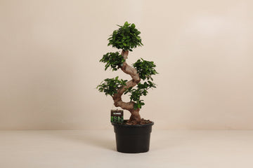 Ficus Microcarpa Ginseng