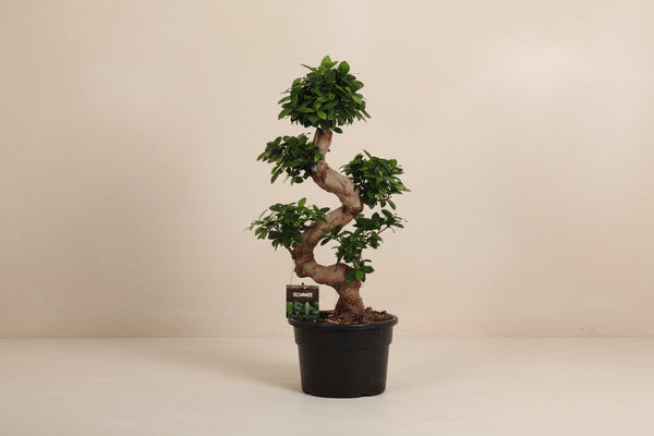 Ficus microcarpa Ginseng 80 cm høj, potte ø27 cm