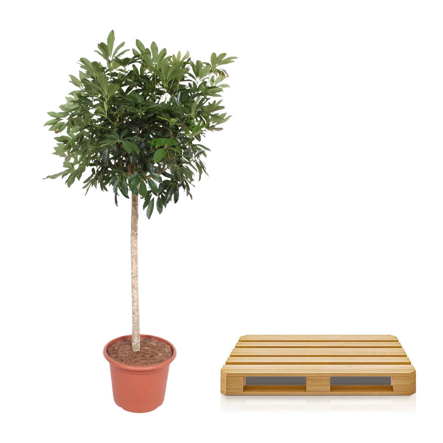 Schefflera Arboricola Compacta boom - 190cm - ø45