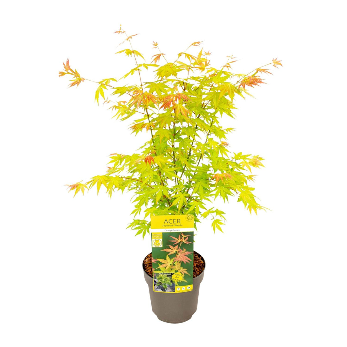 Érable du Japon 'Orange Dream' 50 cm de haut, pot ø19 cm