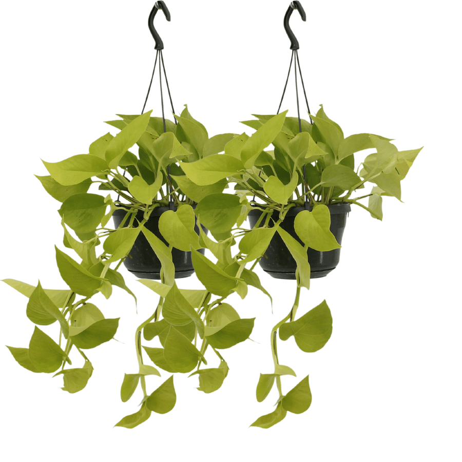 Epipremnum aureum 'Golden Pothos' (2 planten, pot ø15 cm)