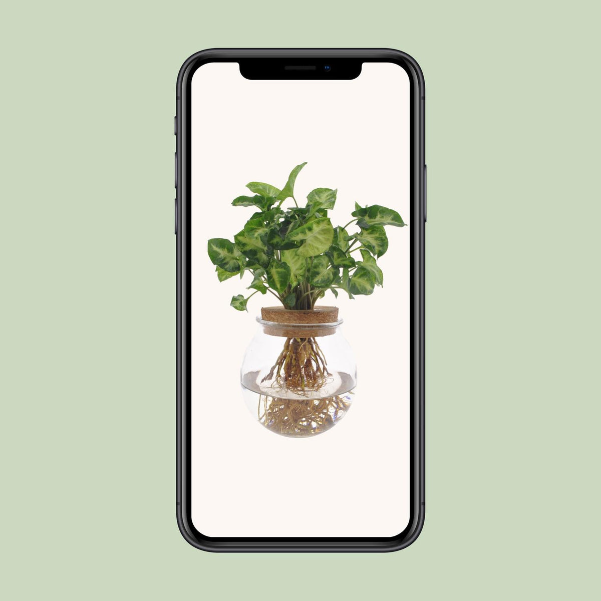 Pijlplant (Syngonium podophyllum 'Pixie')