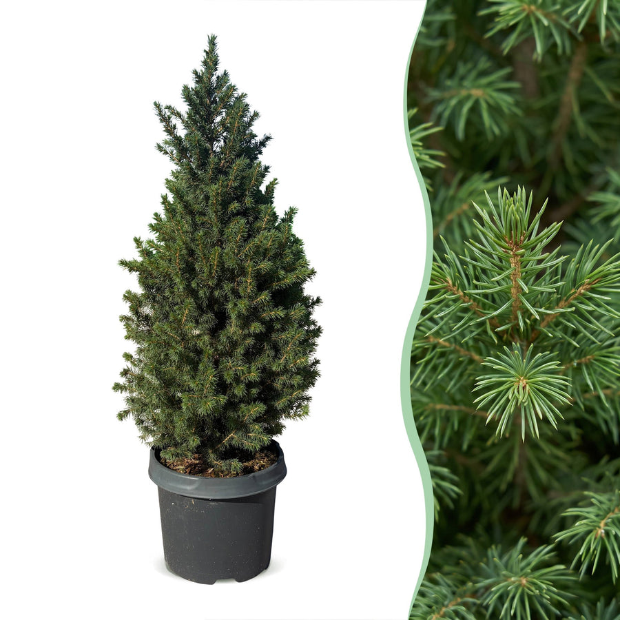 Kegelspar (Picea glauca 'Conica') 80 cm hoog, pot ø23 cm
