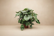 Homalomena Rubescens Maggy - 170 cm - ø60 - XXLplant