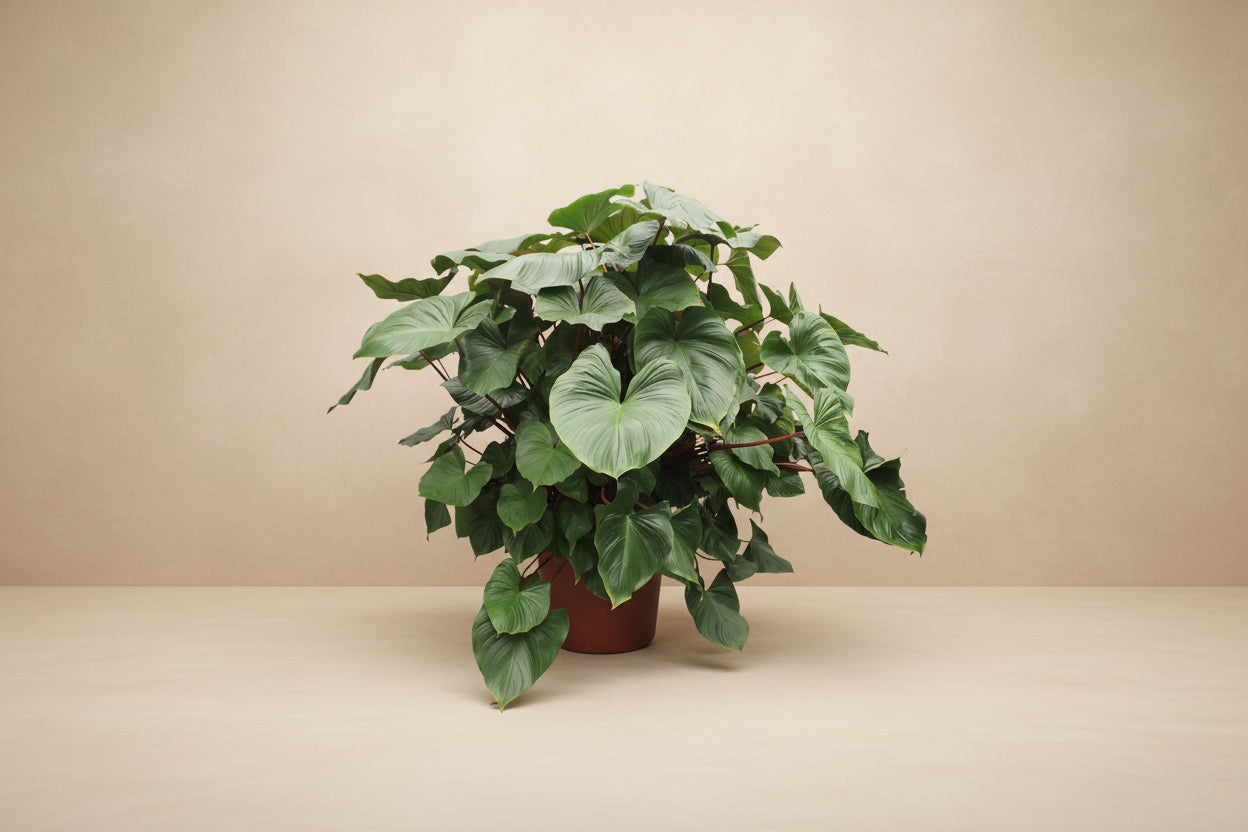 Homalomena Rubescens Maggy - 170 cm - ø60 - XXLplant