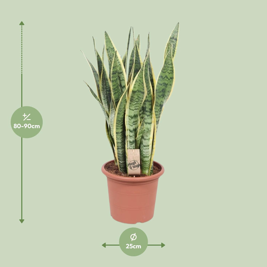 Bogenhanf (Sansevieria trifasciata 'Laurentii') 85 cm hoch, Topf ø25 cm