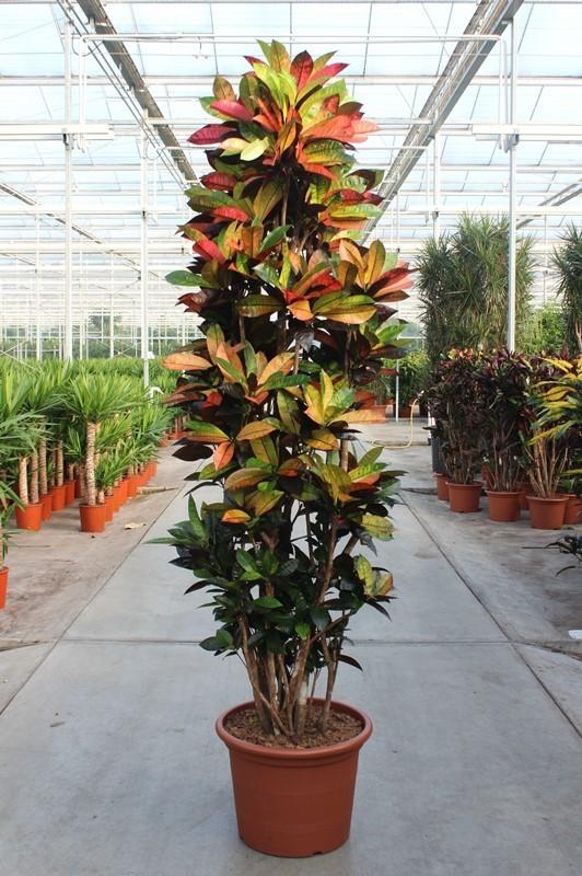 Croton Iceton XXL (Codiaeum) hoog, pot ø 230cm - ø50