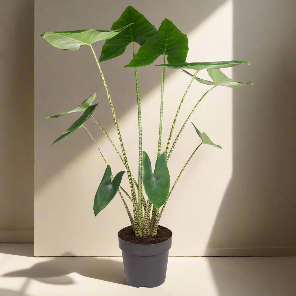 Alocasia Zebrina plant with zebra-like stems and large, deep green arrow-shaped leaves in a pot.