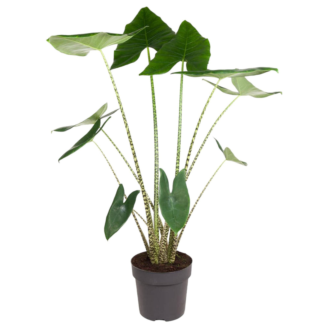 Alocasia Zebrina - 130 cm - ø32 - XXLplant