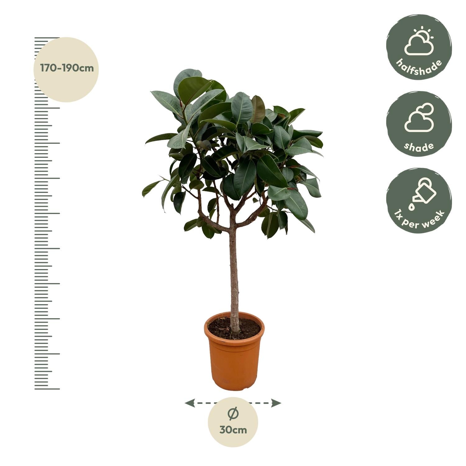 Rubberboom op stam (Ficus elastica Robusta) 200 cm hoog, pot ø40 cm