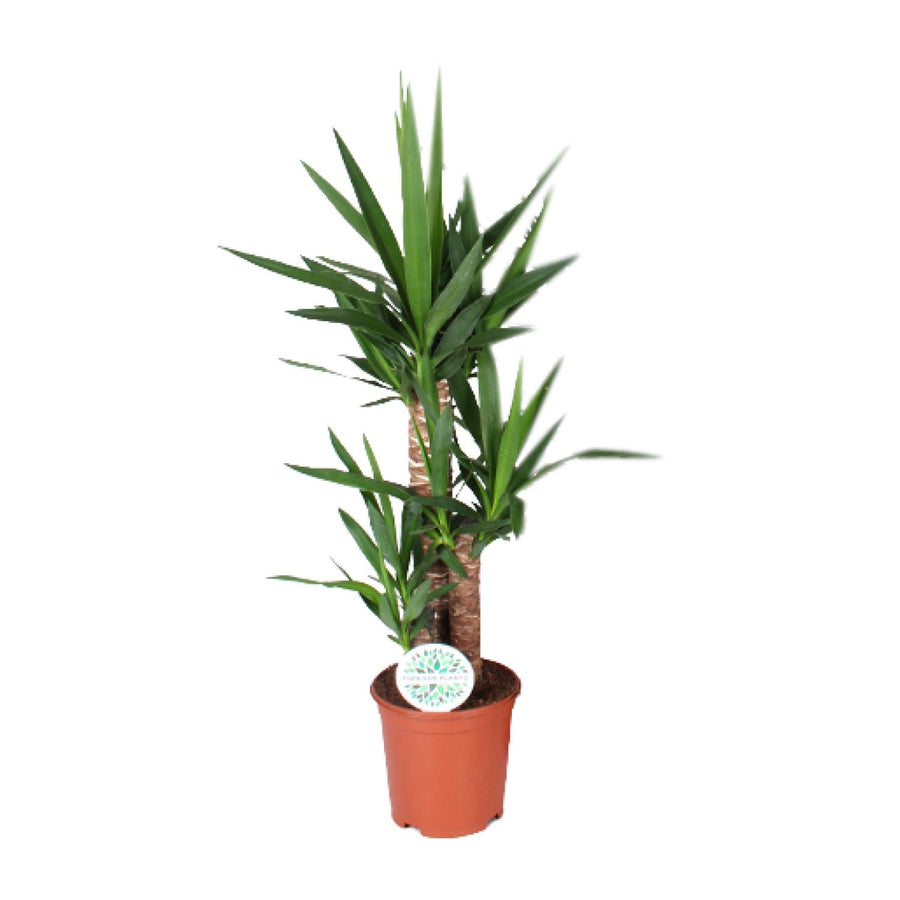 Palmlilie (Yucca) 90 cm hoch, Topf ø21 cm