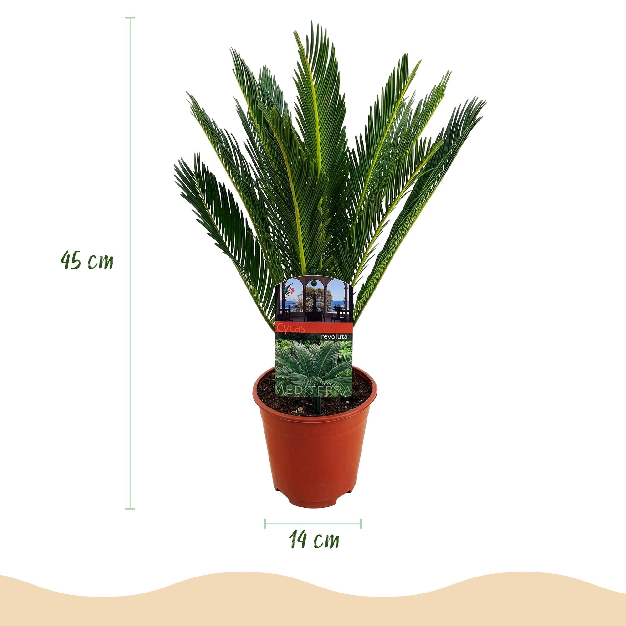Cycas revoluta (palmvaren) 45 cm hoog, pot ø14 cm