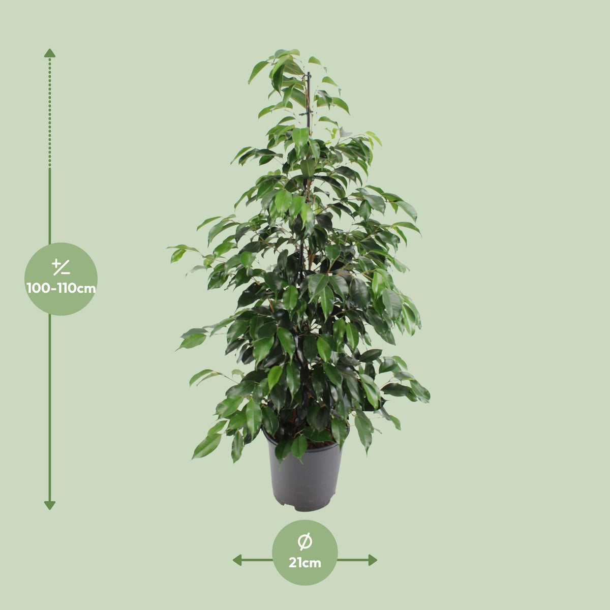 Treurvijg (Ficus benjamina 'Danielle')