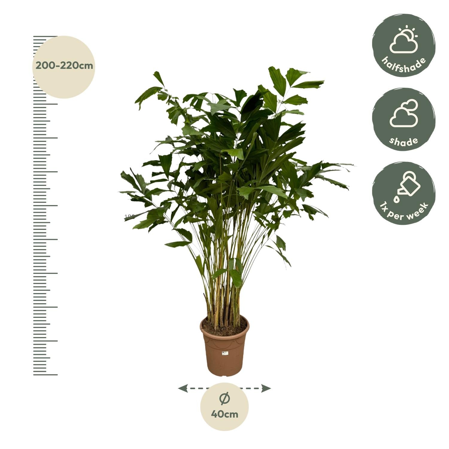 Caryota Mitis - XXLplant