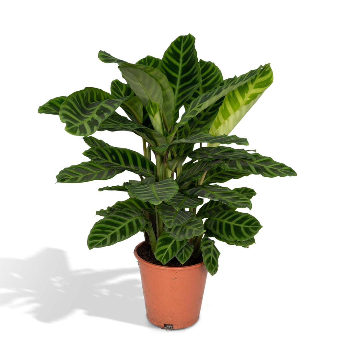 Calatea zebra alta 75 cm, vaso ø19 cm