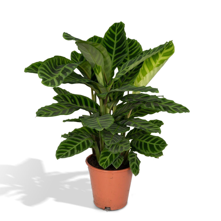 Calatea zebra (Calathea zebrina) alta 75 cm, vaso ø19 cm