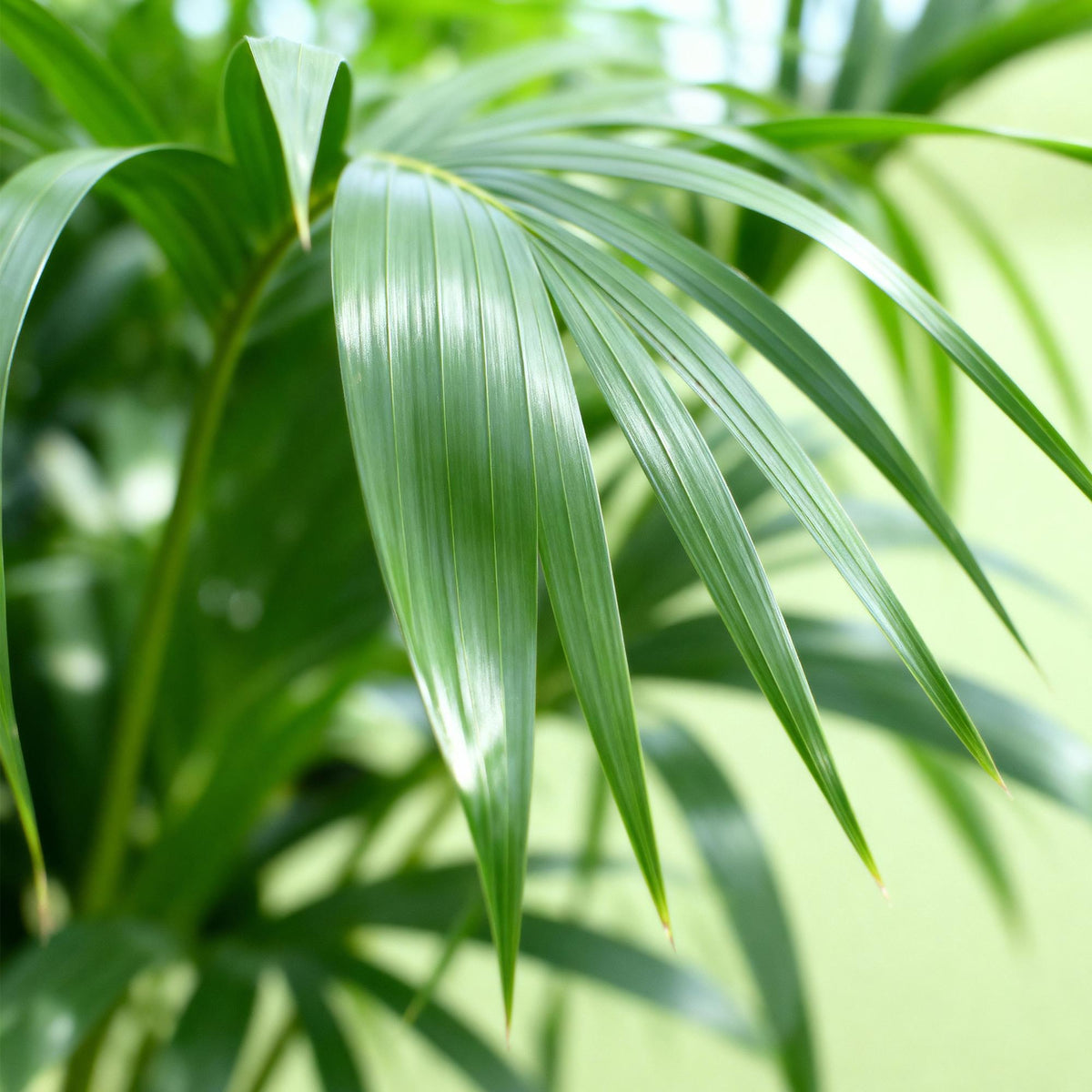 Palma kencja Howea forsteriana