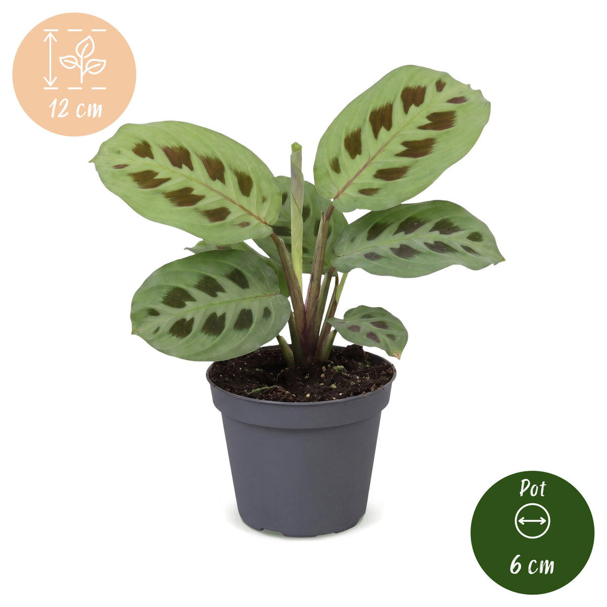 Gebetspflanze 12 cm hoch, Topf ø6 cm