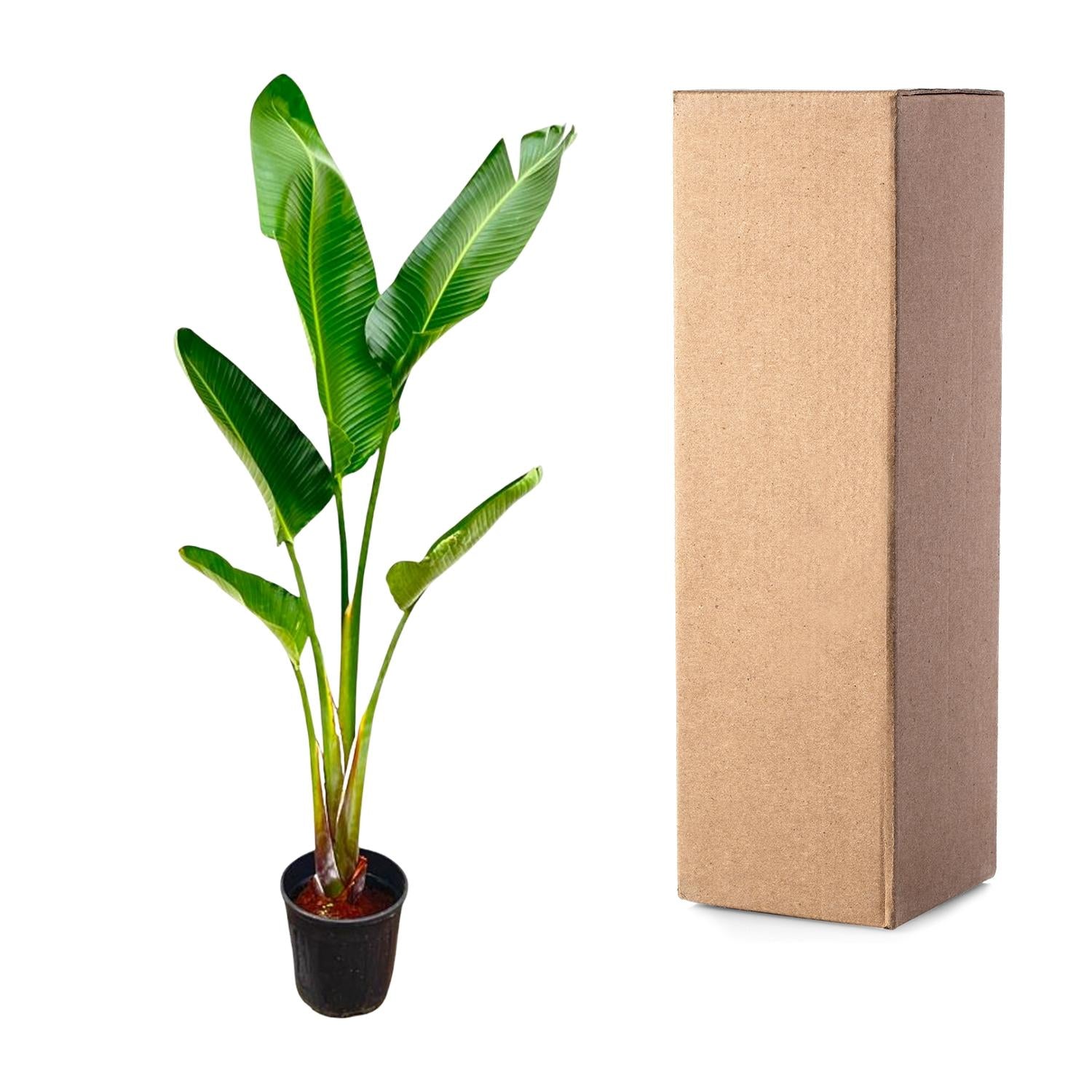 Strelitzia Augusta - 210cm - ⌀30 - XXLplant