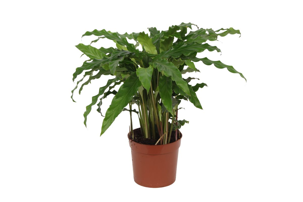 Calathea Bluegrass Ø 35cm - ø12