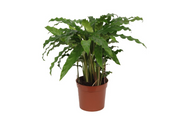 Calathea Bluegrass Ø 35cm - ø12