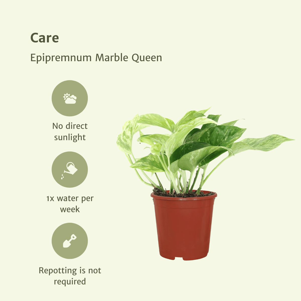 Epipremnum aureum 'Marble Queen'