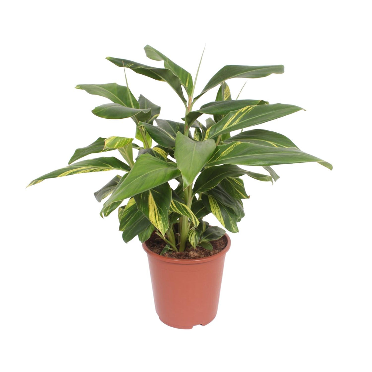 Bonte schelpgember (Alpinia zerumbet 'Variegata')