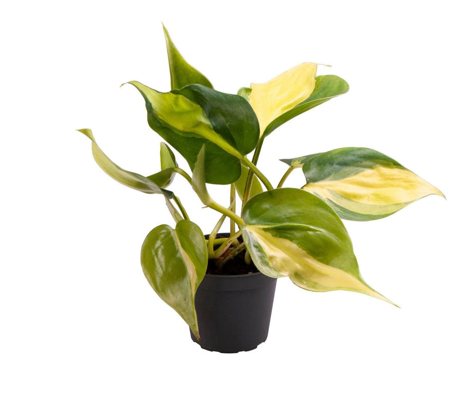 Philodendron hederaceum 'Brasil' 12 cm hoog, pot ø6 cm