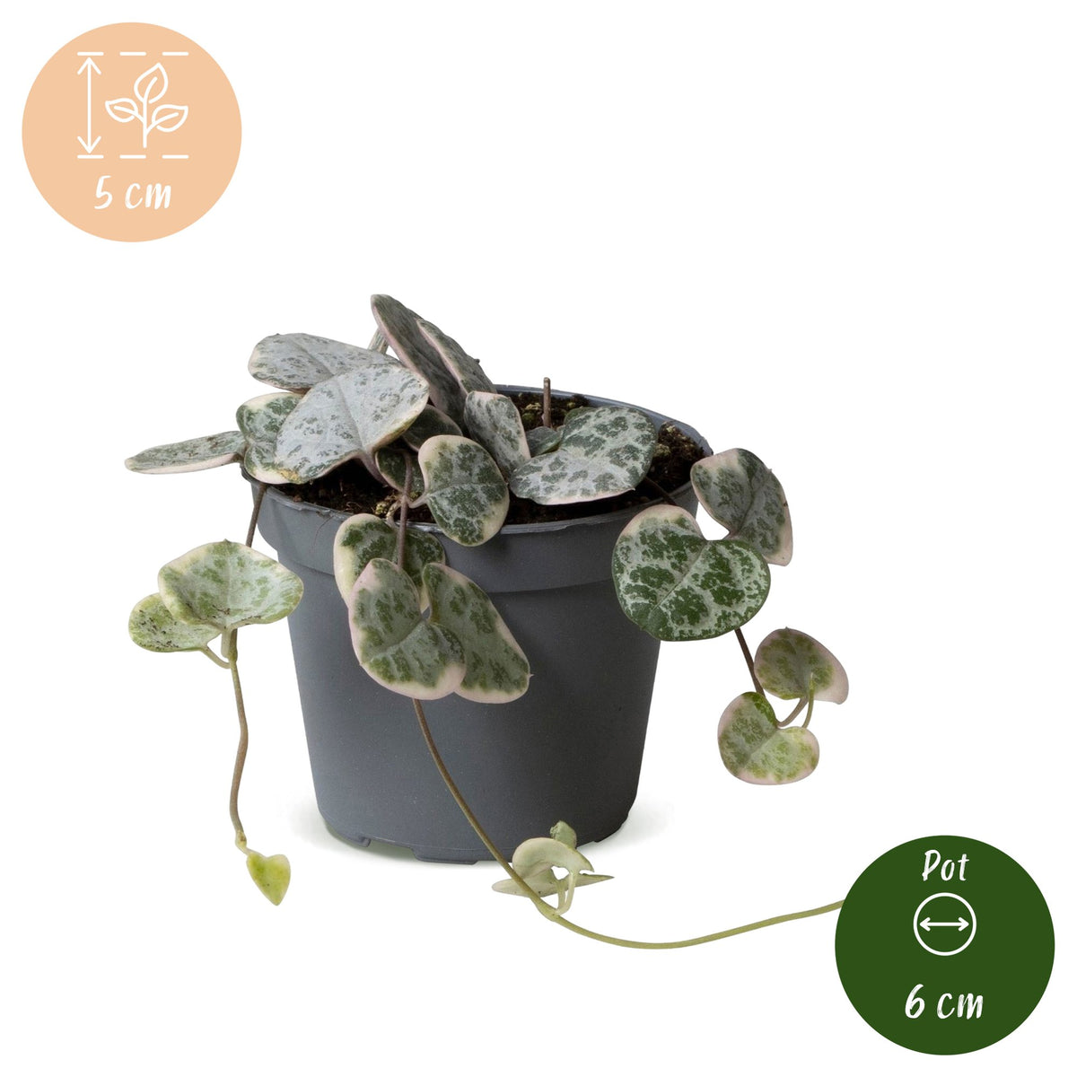 Bonte hartjesplant (Ceropegia woodii 'Variegata')