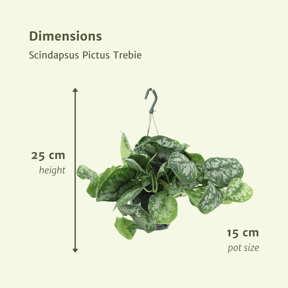Scindapsus pictus 'Trebie'