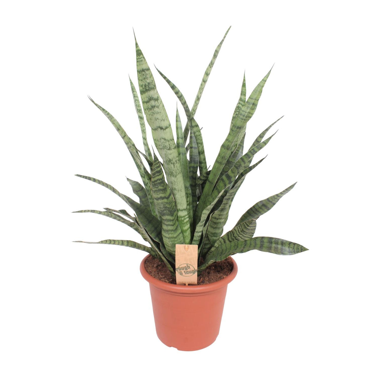 Bogenhanf 80 cm hoch, Topf ø25 cm