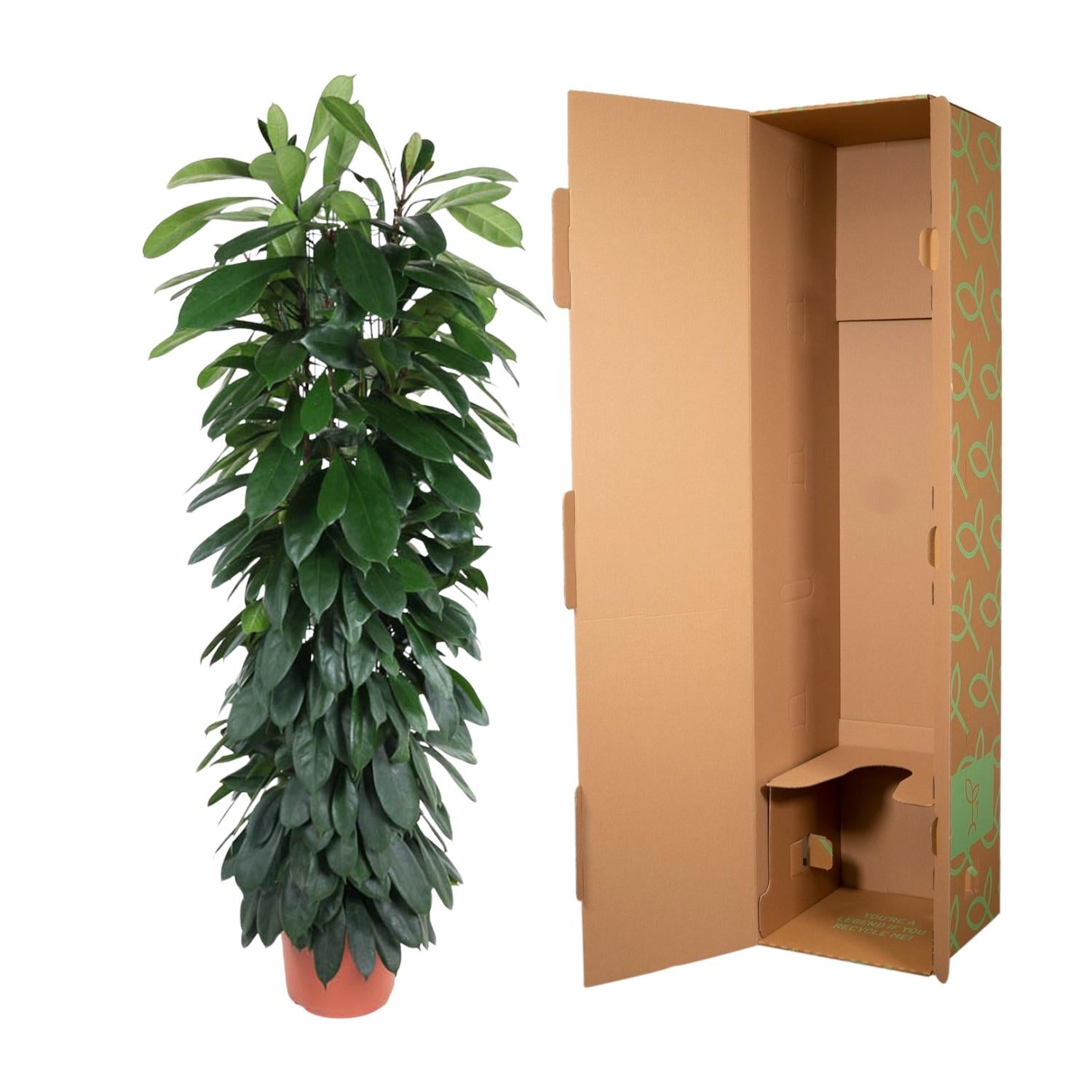 Ficus Cyatistipula (zuilvorm) 150 cm hoog, pot ø29 cm