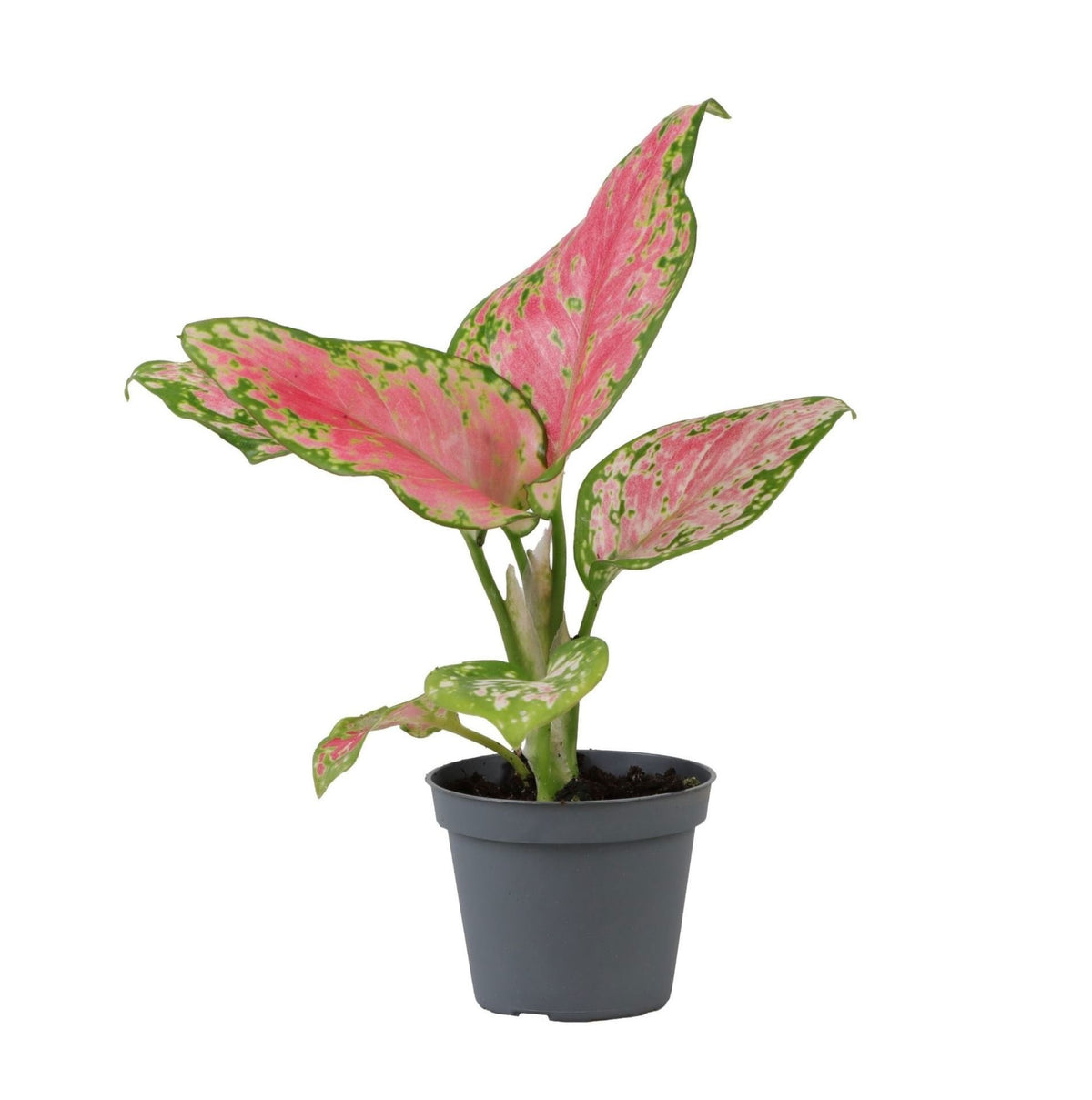 Aglaonema 12 cm wysokości, doniczka ø6 cm