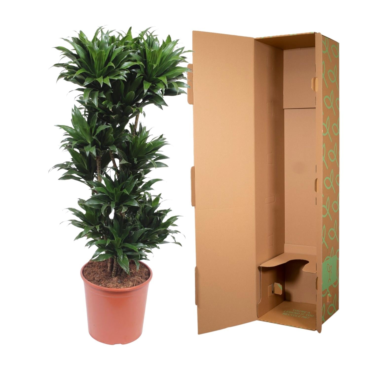 Dracaena Compacta (drakenbloedboom) 140 cm hoog, pot ø30 cm