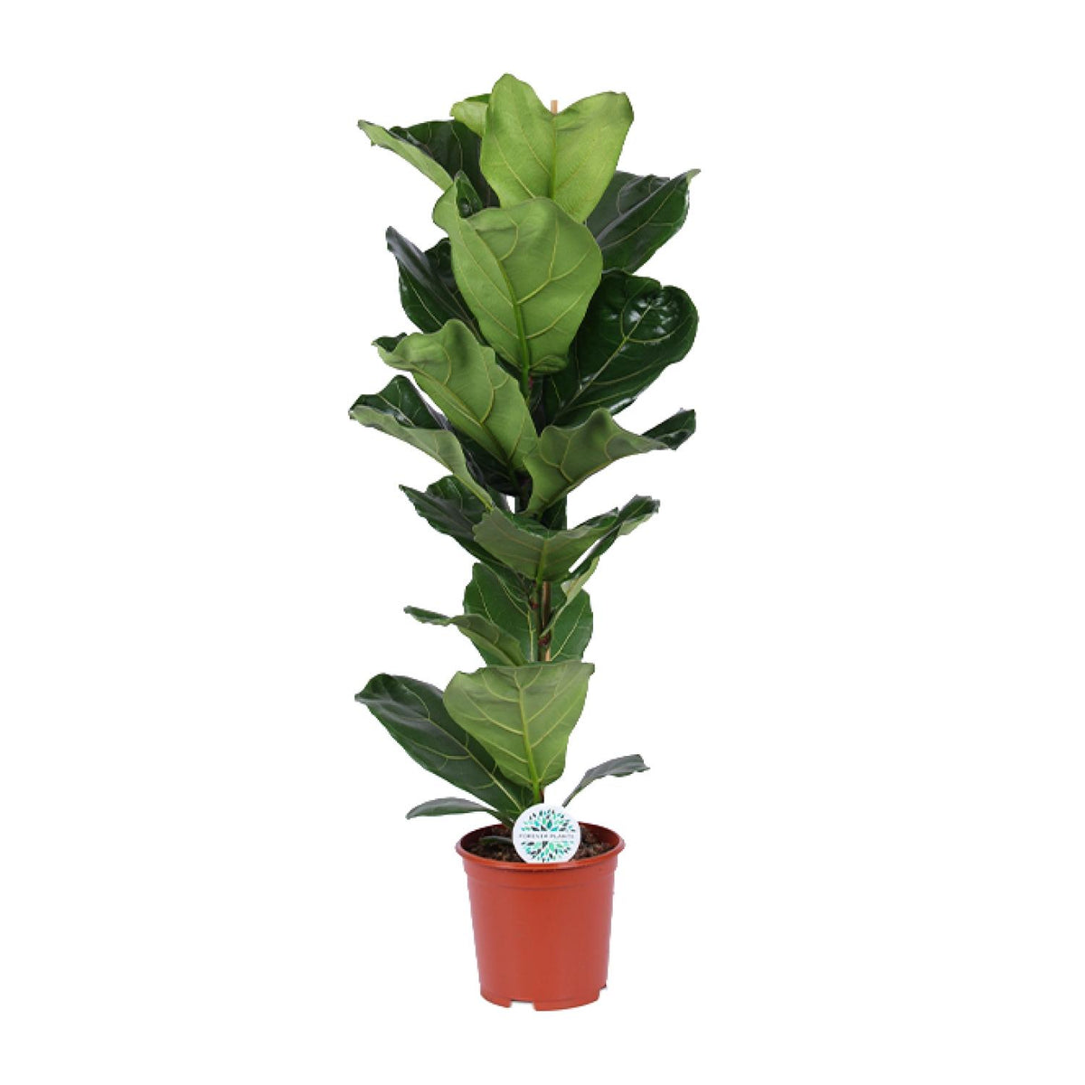 Geigenfeige 90 cm hoch, Topf ø21 cm