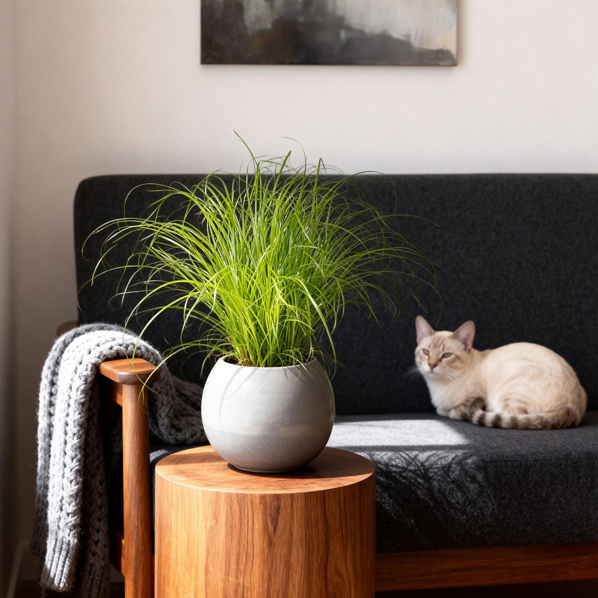 Katzengras-Mix